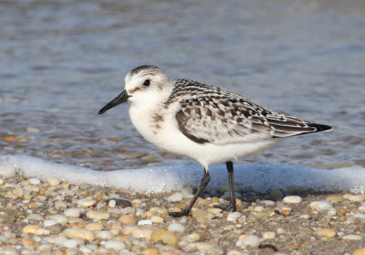 Sanderling (Calidris alba) - sandlpare