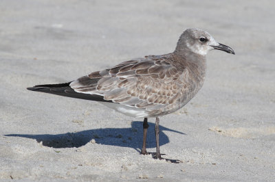 Laughing Gull (Larus atricilla)