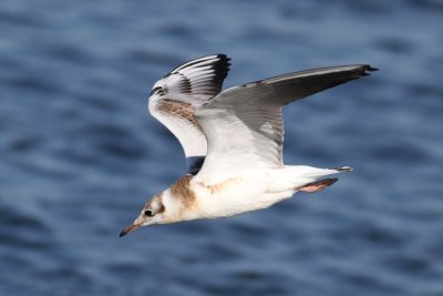 Black-headed Gull (Larus ridibundus) - skrattms