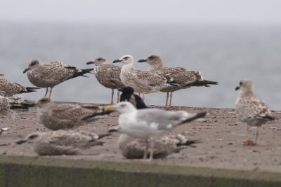 Caspian Gull (Caspian Gull) - kaspisk trut  and Herring Gulls (Larus argentatus) - grtrut