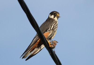 Eurasian Hobby (Falco subbuteo ) - lrkfalk