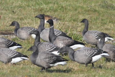 Brent Goose (Branta b. bernicla) - prutgs