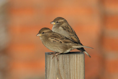 House Sparrow (Passer domesticus) - gråsparv