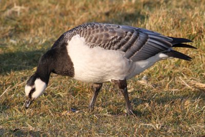 Barnacle Goose (Branta leucopsis) - vitkindad gås