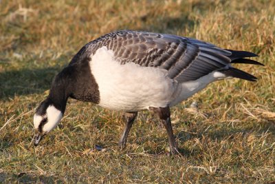 Barnacle Goose (Branta leucopsis) - vitkindad gs