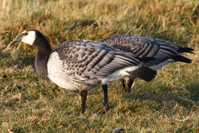 Barnacle Goose (Branta leucopsis) - vitkindad gs