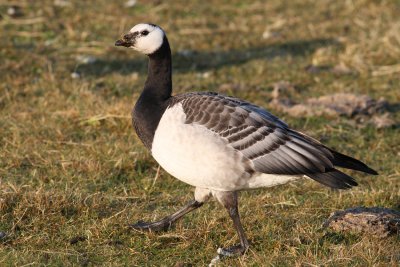 Barnacle Goose (Branta leucopsis) - vitkindad gås