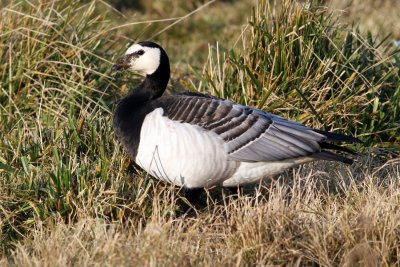 Barnacle Goose (Branta leucopsis) - vitkindad gås