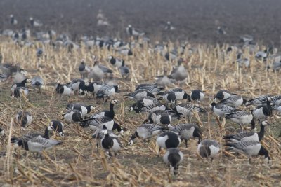 Barnacle Goose (Branta leucopsis) - vitkindad gås