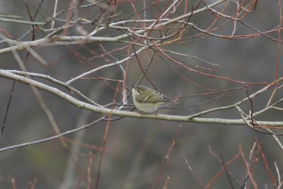Hume's Yellow-browed Warbler (Phylloscopus humei) - bergstaigasångare