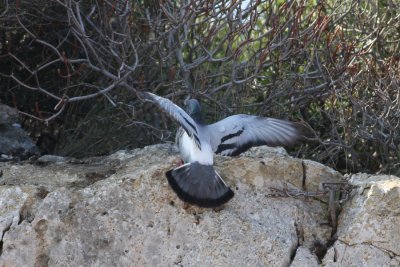 Rock Dove (Columbia livia) - klippduva