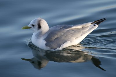 Black-legged Kittiwake (Black-legged Kittiwake) - tretig ms