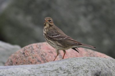 Eurasian Rock Pipit (Anthus petrosus) - skärpiplärka