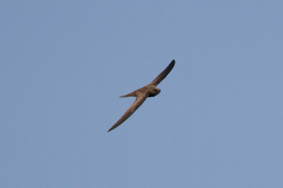 Pallid Swift (Apus pallidus) - blek tornseglare