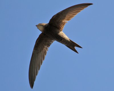 Pallid Swift (Apus pallidus) - blek tornseglare