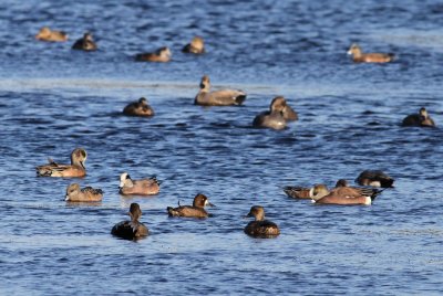 Lesser Scaup (Aythya affinis) - mindre bergand