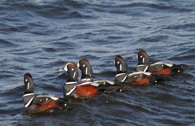 Harlequin Duck (Histrionicus histrionicus) - strmand