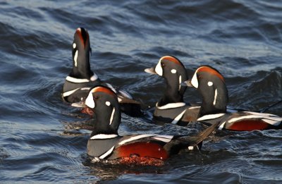 Harlequin Duck (Histrionicus histrionicus) - strömand