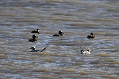 Long-tailde Duck (Clangula hyemalis) and Surf Scoter (Melanitta perspicillata) - alfgel och vitnackad svrta