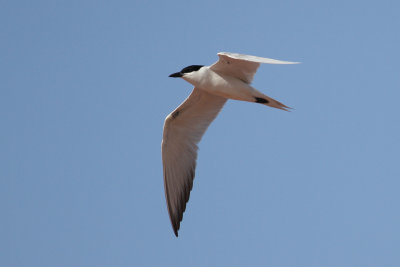 Gull-billed Tern (Sterna nilotica) - sandtrna