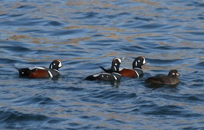 Harlequin Duck (Histrionicus histrionicus) - strmand