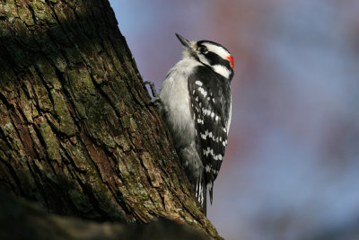 Downy Woodpecker (Picoides pubescens)