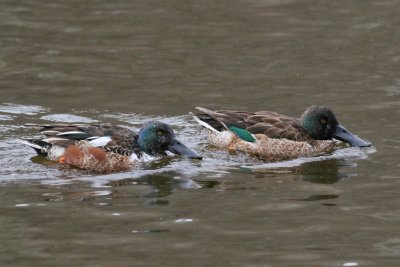 Northern Shoveler (Anas clypeata) - skedand