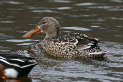 Northern Shoveler (Anas clypeata) - skedand