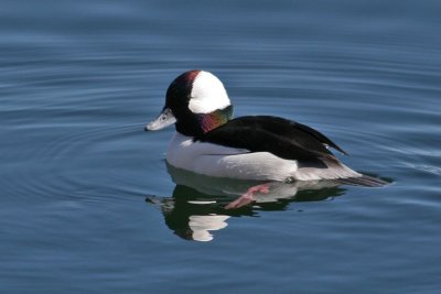 Bufflehead (Bucephala albeola) - Buffelhuvud