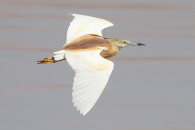 Squacco Heron (Ardeola ralloides) - rallhäger