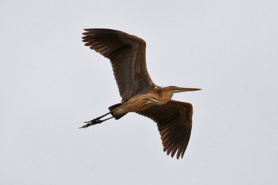 Purple Heron (Ardea purpurea) - purpurhäger