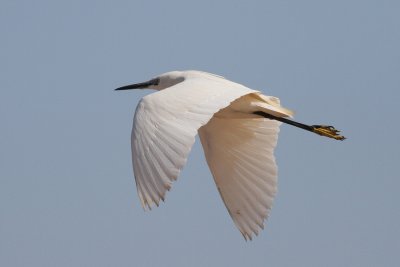 Little Egret (Egretta garzetta) - silkeshäger