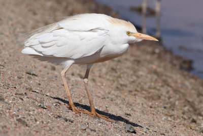 Cattle Egret (Bubulcus ibis) - kohäger