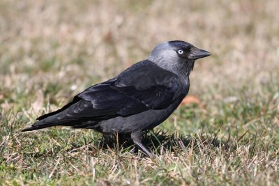Jackdaw (Corvus monedula) - kaja