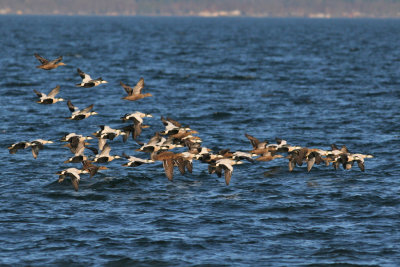 Common Eider (Somateria mollissima) - ejder