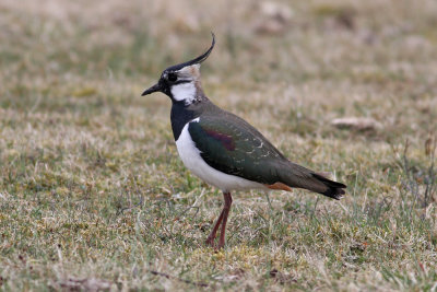 Northen Lapwing (Vanellus vanellus) - tofsvipa