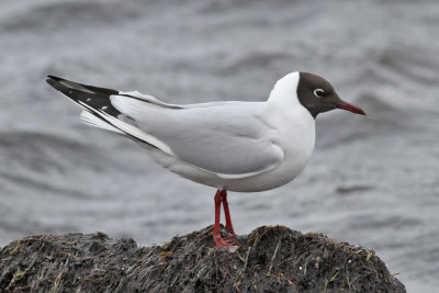 Black-headed Gull (Larus ridibundus) - skrattms