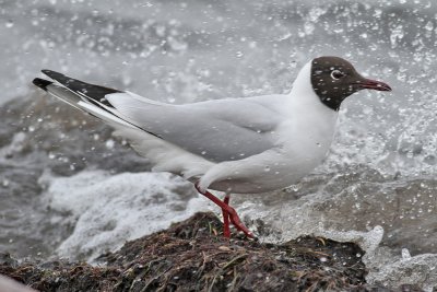 Black-headed Gull (Larus ridibundus) - skrattms