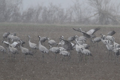 Common Crane (Grus grus) - trana