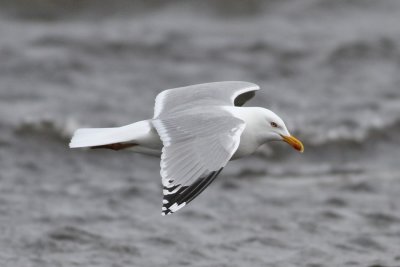 Herring Gull (Larus argentatus) - gråtrut