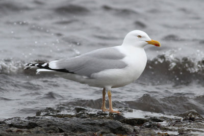 Herring Gull (Larus argentatus) - gråtrut