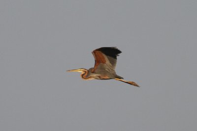 Purple Heron (Ardea purpurea) - purpurhäger