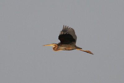 Purple Heron (Ardea purpurea) - purpurhäger