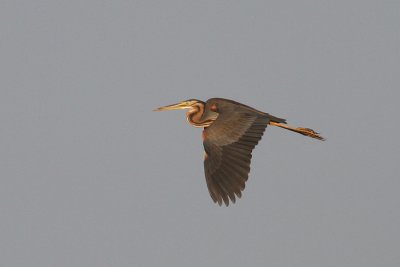 Purple Heron (Ardea purpurea) - purpurhäger