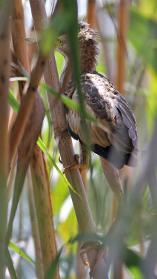 Little Bittern (Ixobrychus minutus) - dvärgrördrom