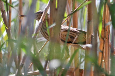 Little Bittern (Ixobrychus minutus) - dvärgrördrom