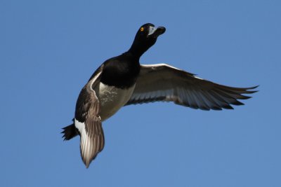 Tufted Duck (Aythya fuligula) - vigg