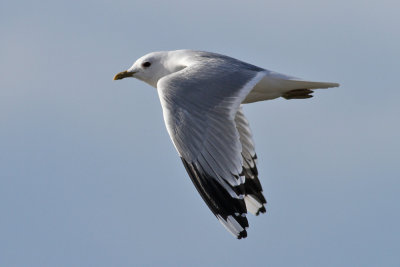 Common Gull (Larus canus) - fiskmås
