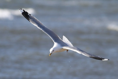 Common Gull (Larus canus) - fiskmås
