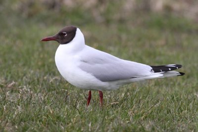 Black-headed Gull (Larus ridibundus) - skrattms